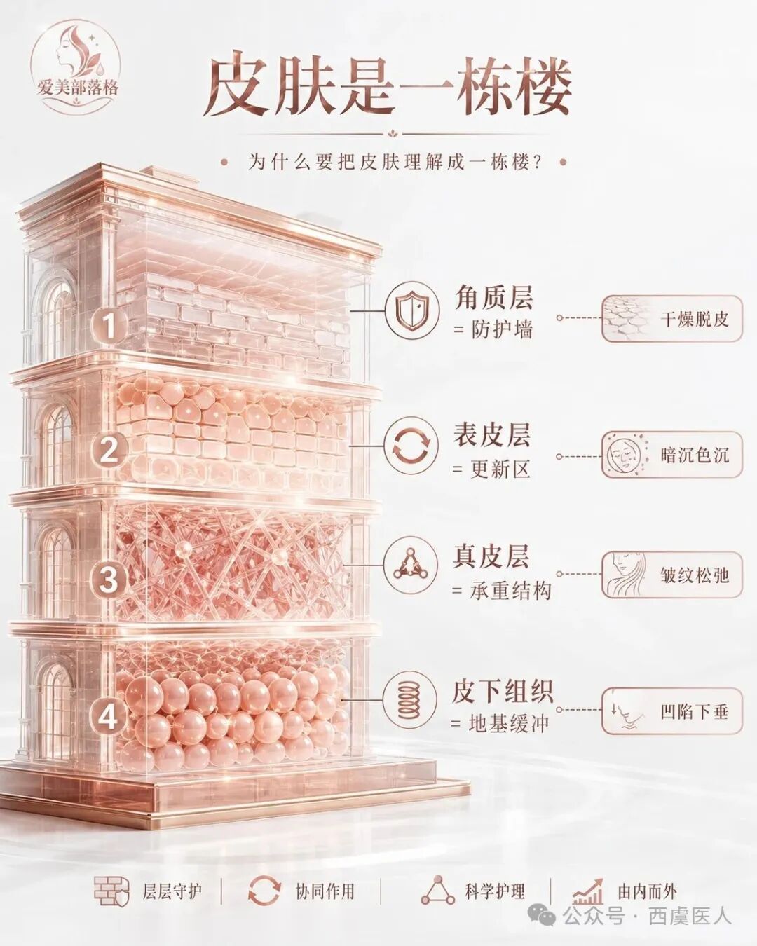 皮肤是一栋楼：角质层、表皮、真皮、皮下组织